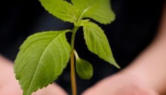 十年相伴手记-在帕亚泰是拉差医院-我们这样为希望护航
