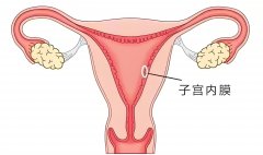 如何提高子宫内膜容受性，提高试管成功率？