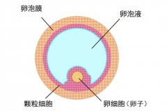 什么样的卵泡和子宫内膜才能提高美国试管婴儿的成功率？
