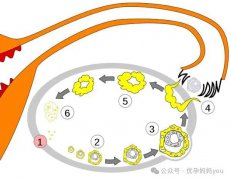 【冻卵攻略】单身女性为何会选择冻卵？冻卵和冻胚该如何选择？