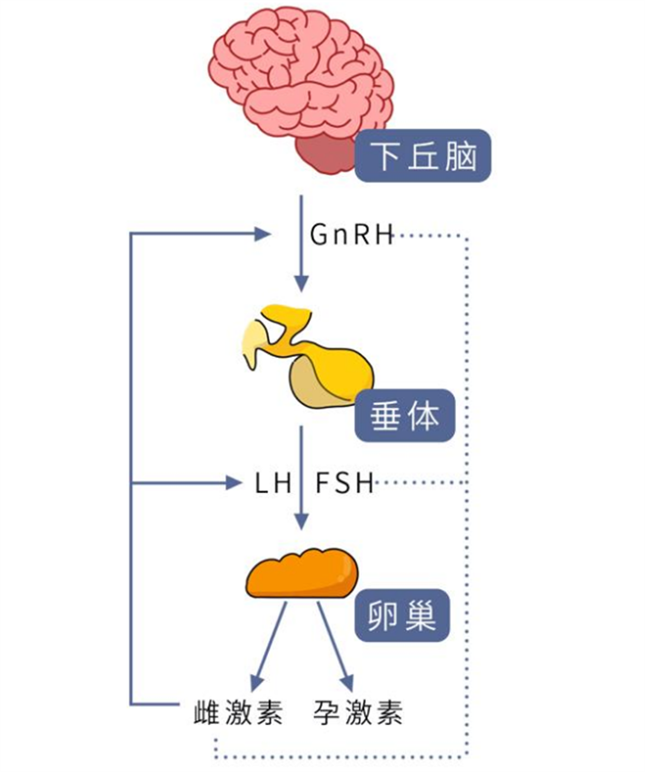 下丘脑垂体-卵巢轴.png