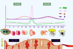 思普乐：全面解析美国试管婴儿周期的每一步