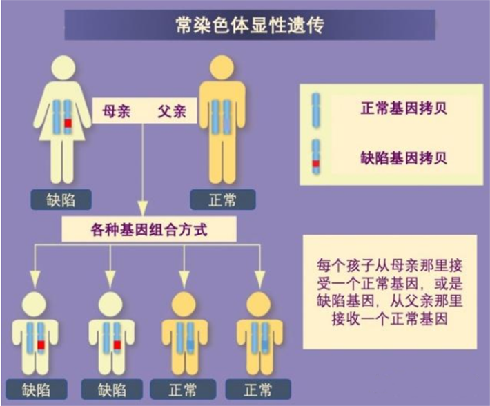 遗传