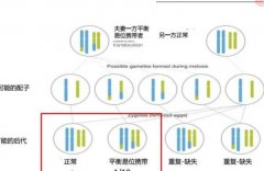 在美国生孩子需要什么条件