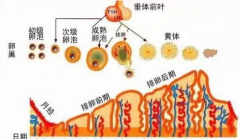 试管婴儿胚胎移植与子宫内膜厚度有关系吗？